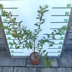 Vŕba čiernokvetá (Salix gracilistyla melanostachys) ´KUROME´ - výška 70-100 cm, kont. C3L